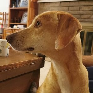 Meet your Posher, Adam